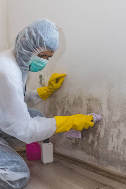 Mold Removal for HVAC Installations in Camden, OH