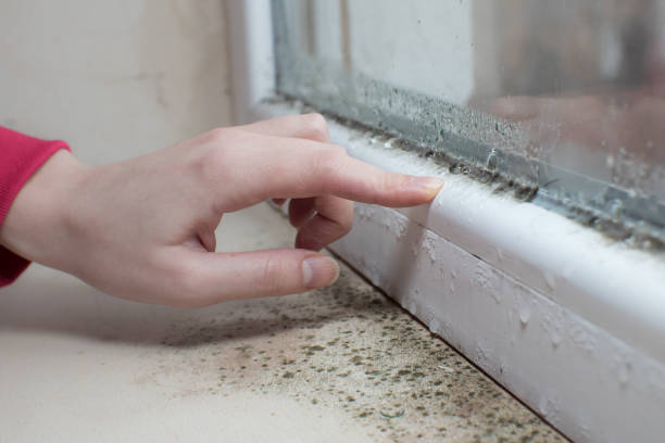 Best Mold Odor Removal Services  in Camden, OH