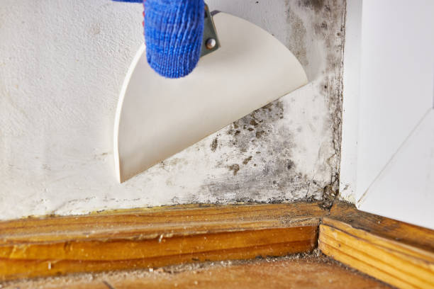 Best Mold Documentation for Insurance Claims  in Camden, OH